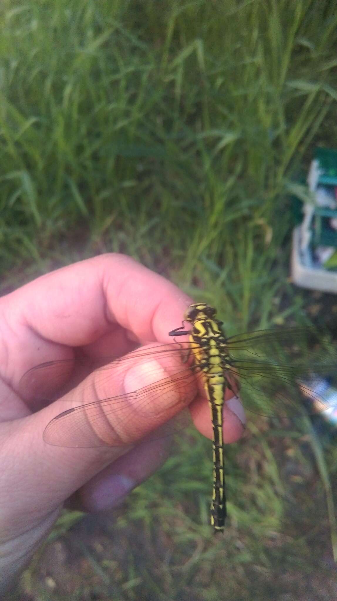 صورة <i>Shaogomphus postocularis epophthalmus</i> Selys 1872