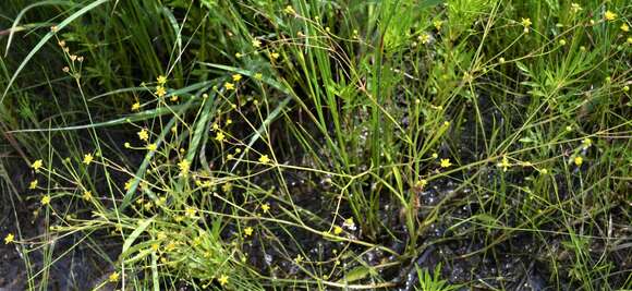 Sivun Ranunculus laxicaulis (Torr. & Gray) Darby kuva