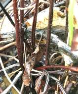 Image of Three-Leaf Gold-Back Fern