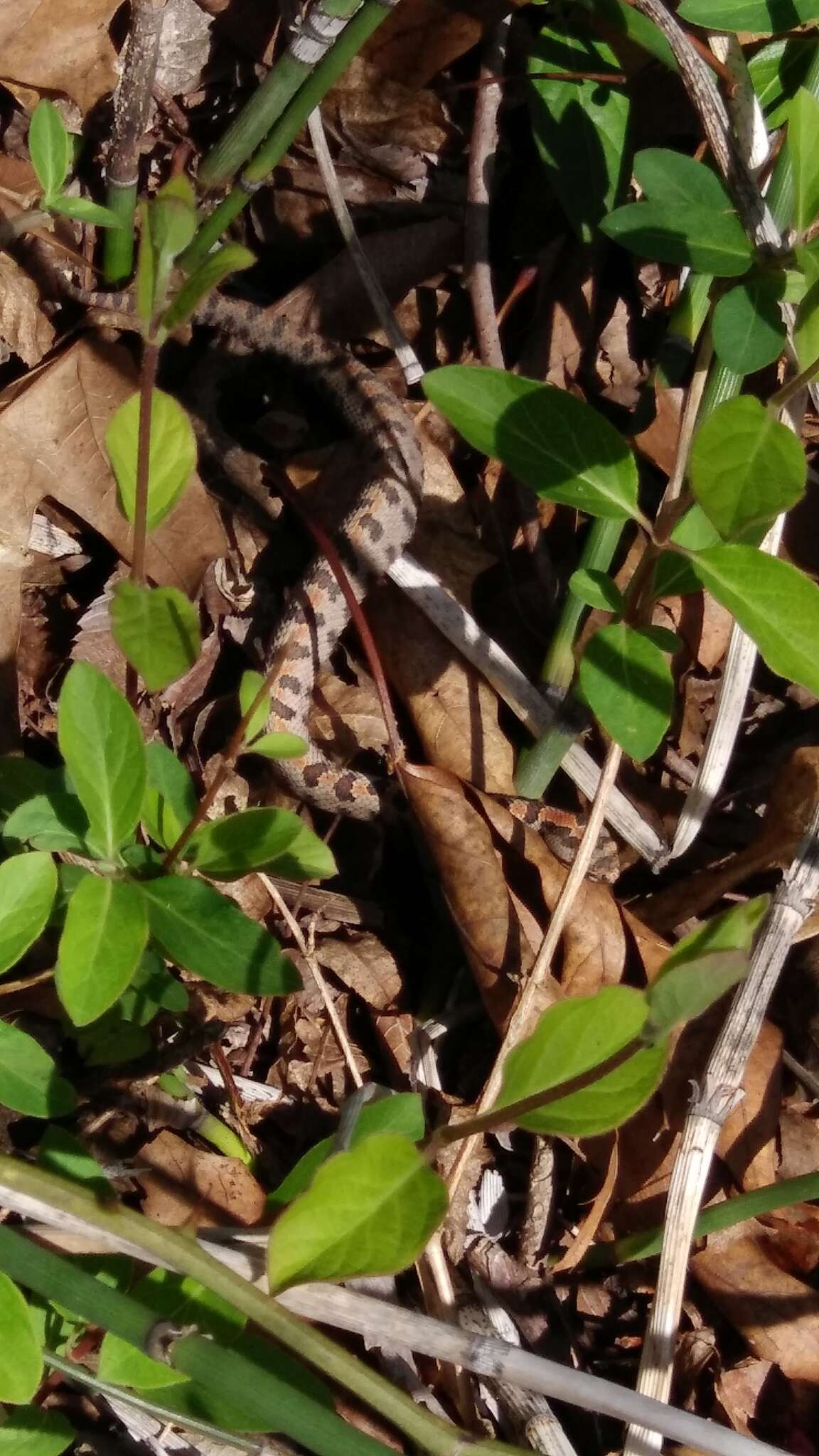 Image de Sistrurus miliarius streckeri Gloyd 1935