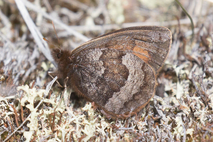 Erebia fasciata Butler 1868 resmi