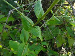 Image of Cynoglossum coelestinum Lindl.