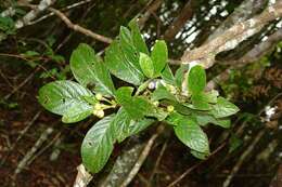 Imagem de Psychotria pancheri (Baill.) Schltr.