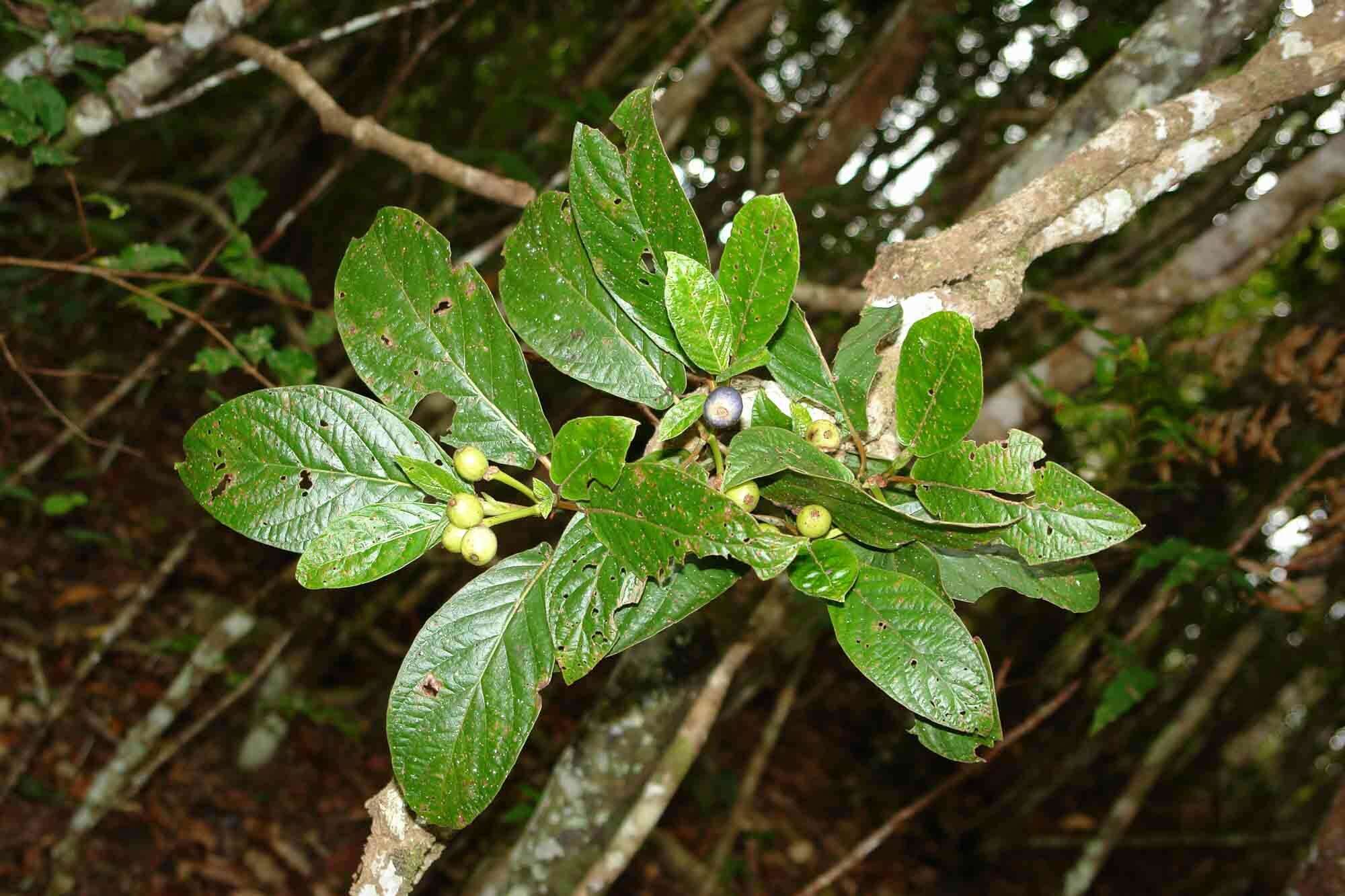 Plancia ëd Psychotria pancheri (Baill.) Schltr.