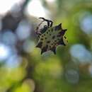 Image of Gasteracantha rubrospinis Guérin 1838