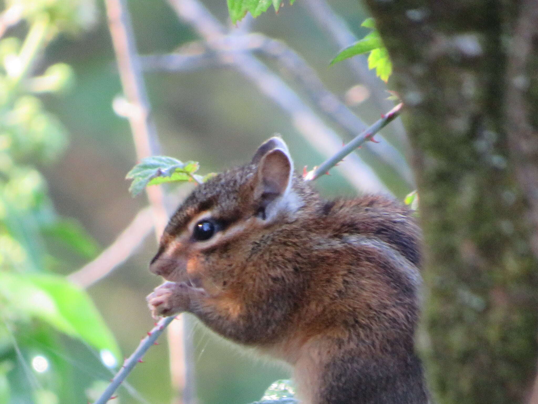 Image of Allen’s Chipmunk