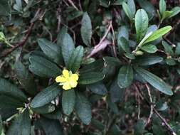 Image of Hibbertia hexandra C. T. White