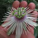 Passiflora lehmannii Mast. resmi