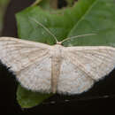 Image of Scopula actuaria Walker 1861