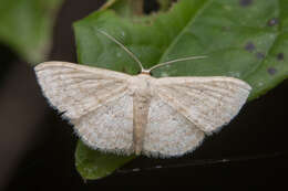 Image of Scopula actuaria Walker 1861