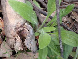 Image of weak plantain