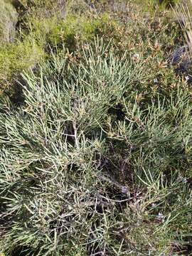 Image of elm-seed hakea