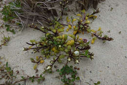 Image of Gentianella saxosa (G. Forst.) Holub