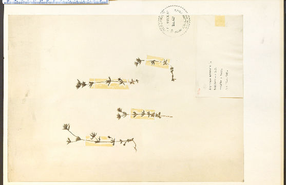 539.hims 15935 1353435678 jpg.580x360