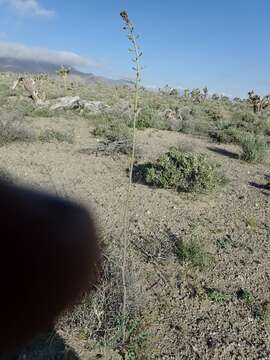 Image of hairy wild cabbage