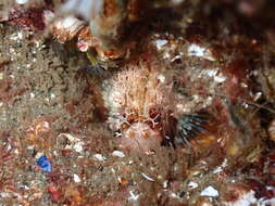 Image of Decorated Warbonnet