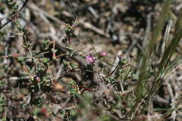 Image of Ruschia cradockensis (Kuntze) H. E. K. Hartm. & D. Stüber