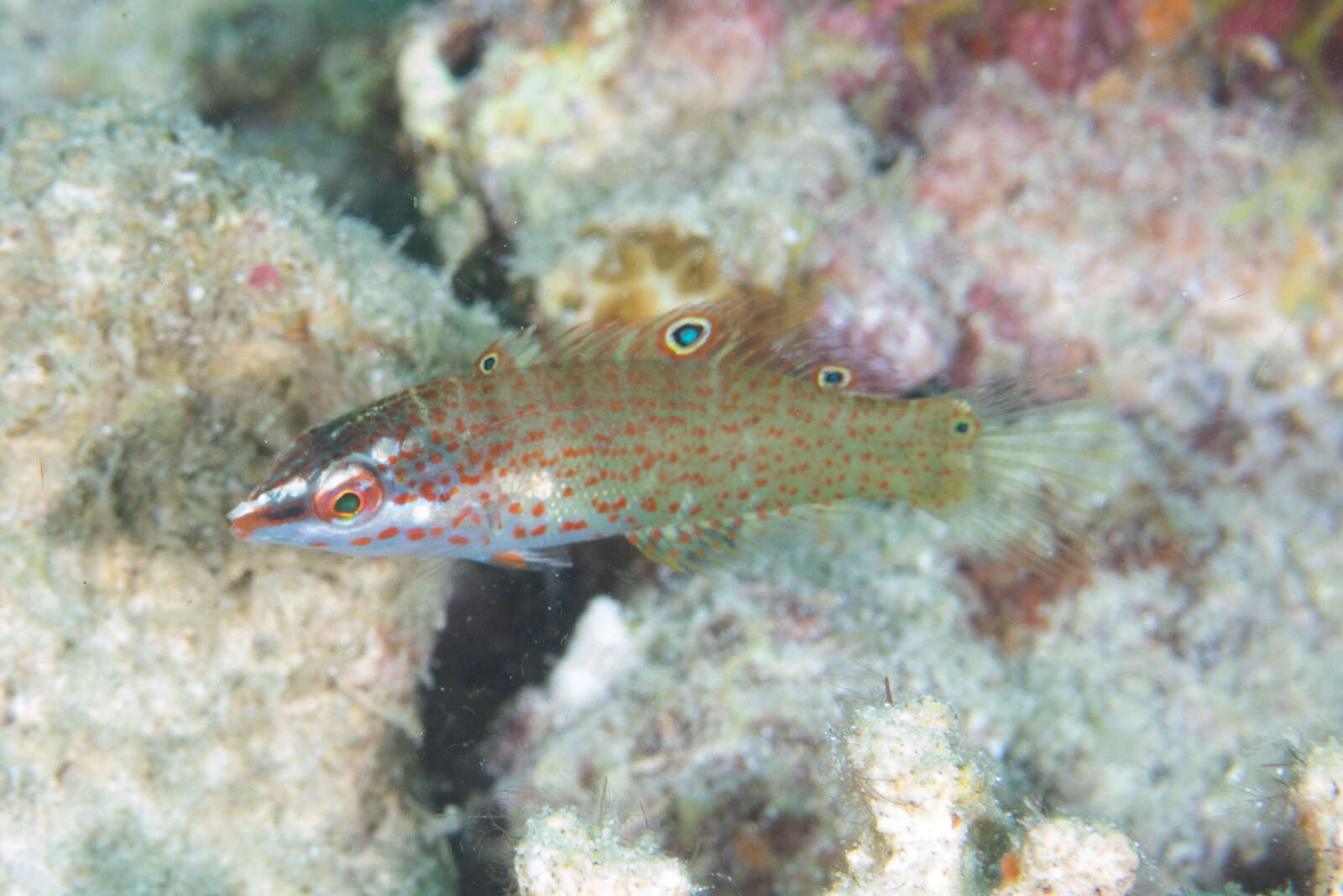 Слика од Coris batuensis (Bleeker 1856)