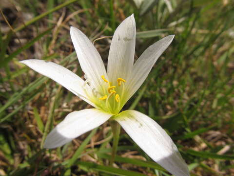 Imagem de Zephyranthes mesochloa Herb. ex Lindl.