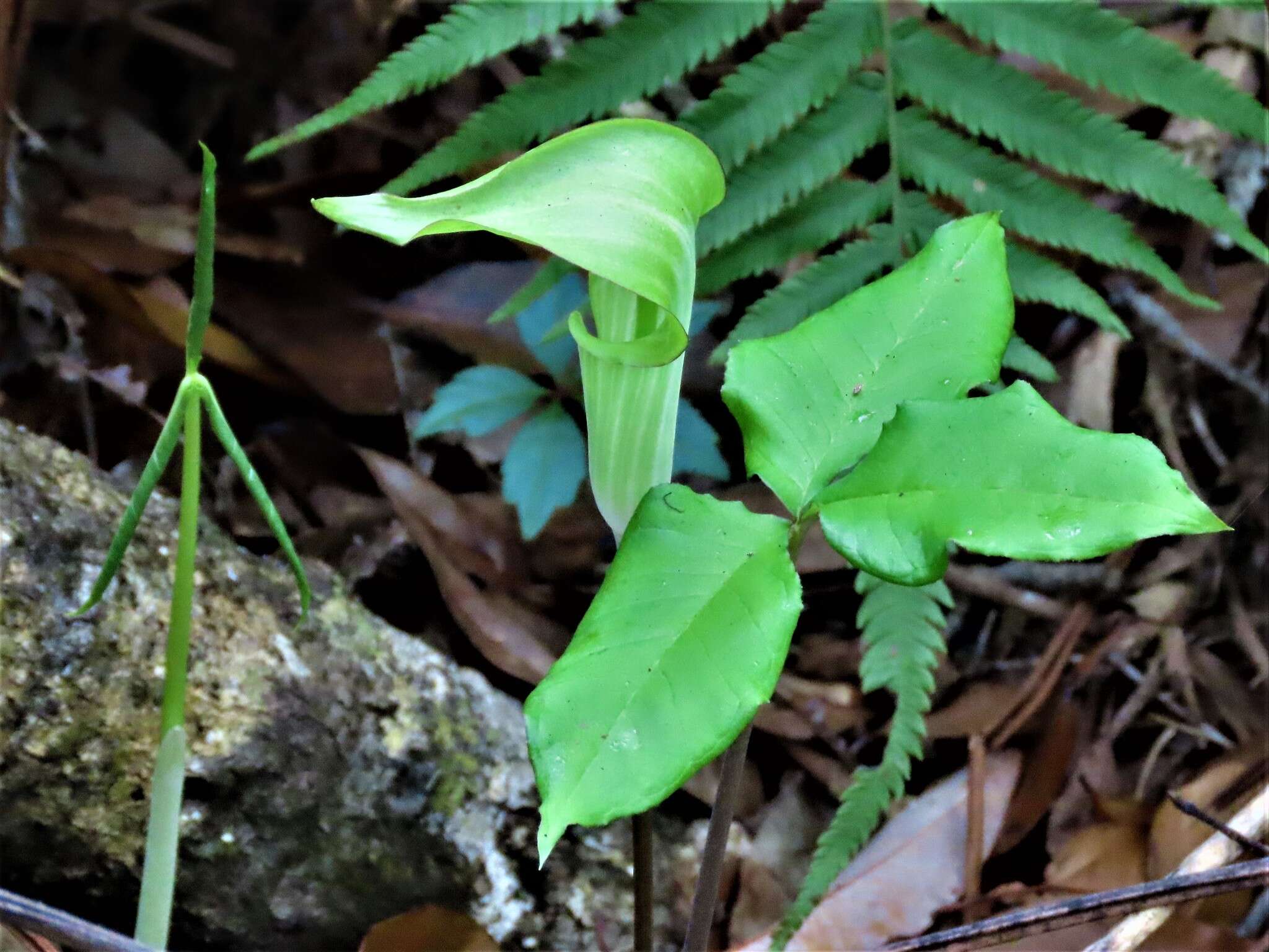 Слика од Arisaema triphyllum (L.) Schott