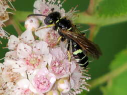 Image de Philanthus bilunatus Cresson 1865