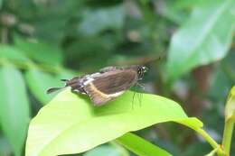 Image of Canopus Swallowtail