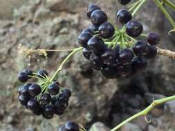 Image de Aralia scopulorum Brandegee