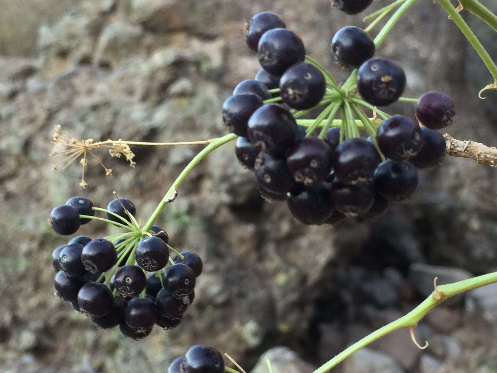 Image of Aralia scopulorum Brandegee