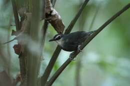 Image of White-throated Antbird