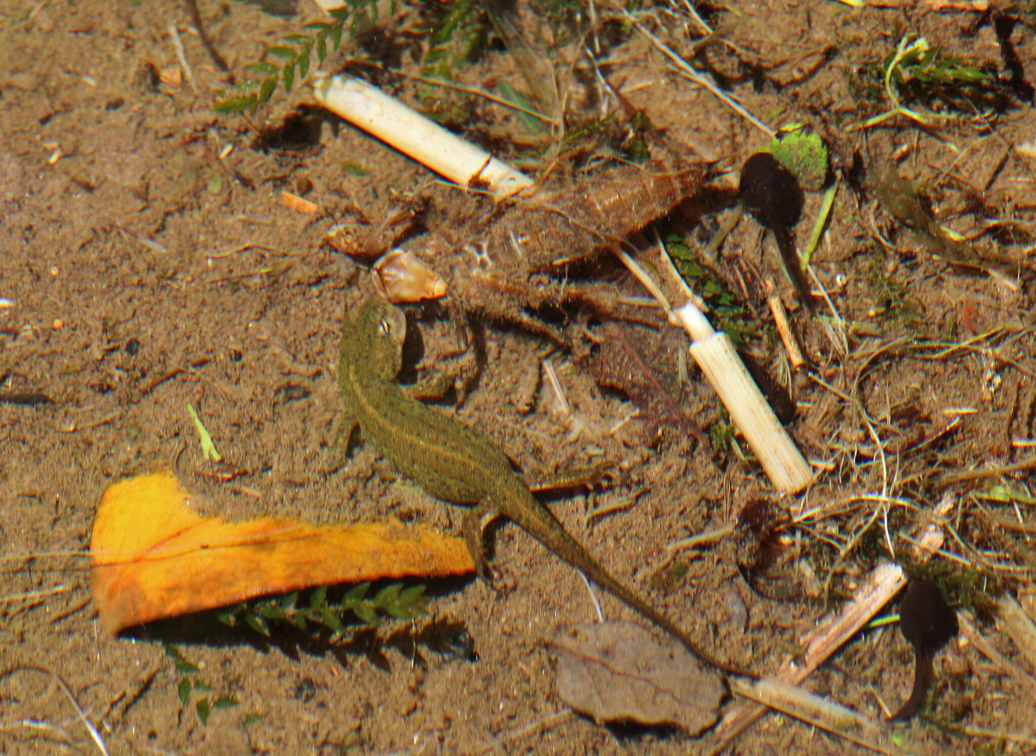 Image of Bosca's Newt