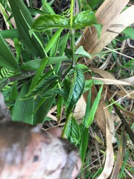 Image of Puerto Rico Water-Willow