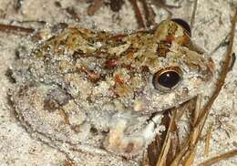 Image of Peters' four-eyed frog