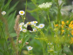 Image of Virginia Ctenucha