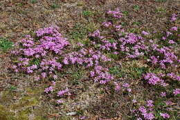 Image of trailing phlox