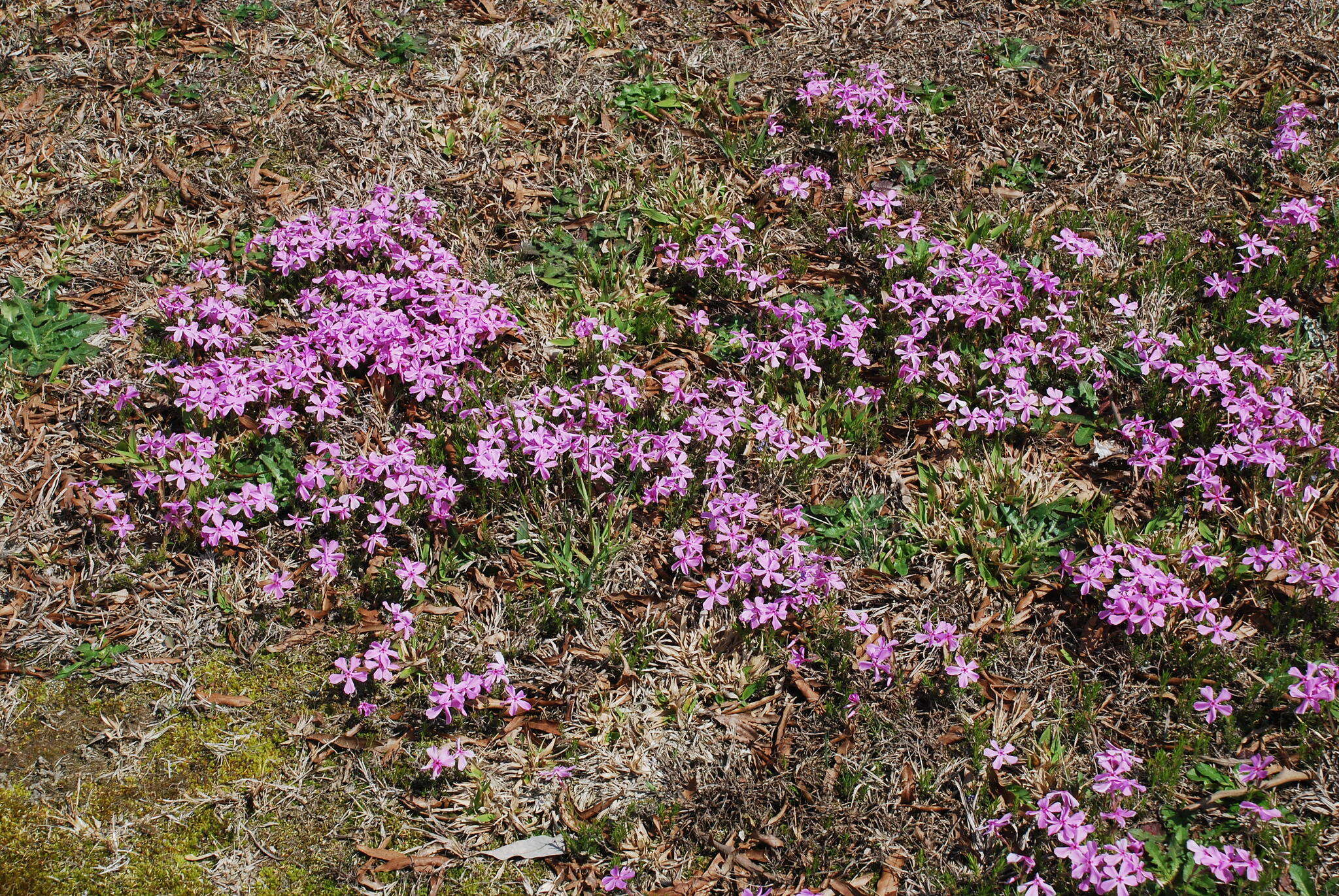 Image of trailing phlox