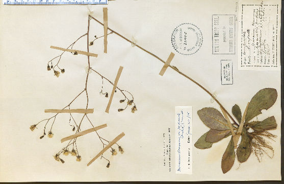 Image of rattlesnakeweed