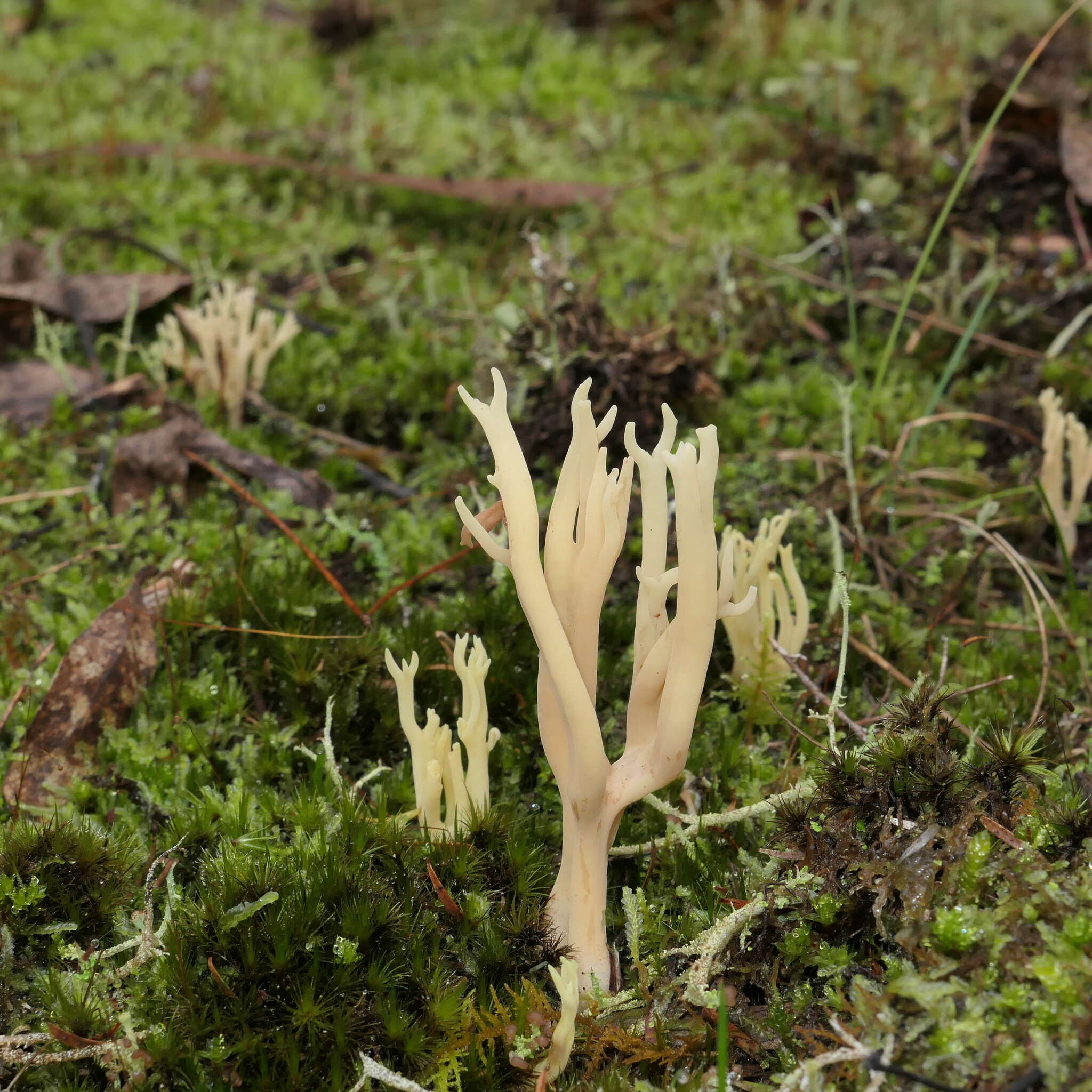 Image of Ramaria lorithamnus (Berk.) R. H. Petersen 1982