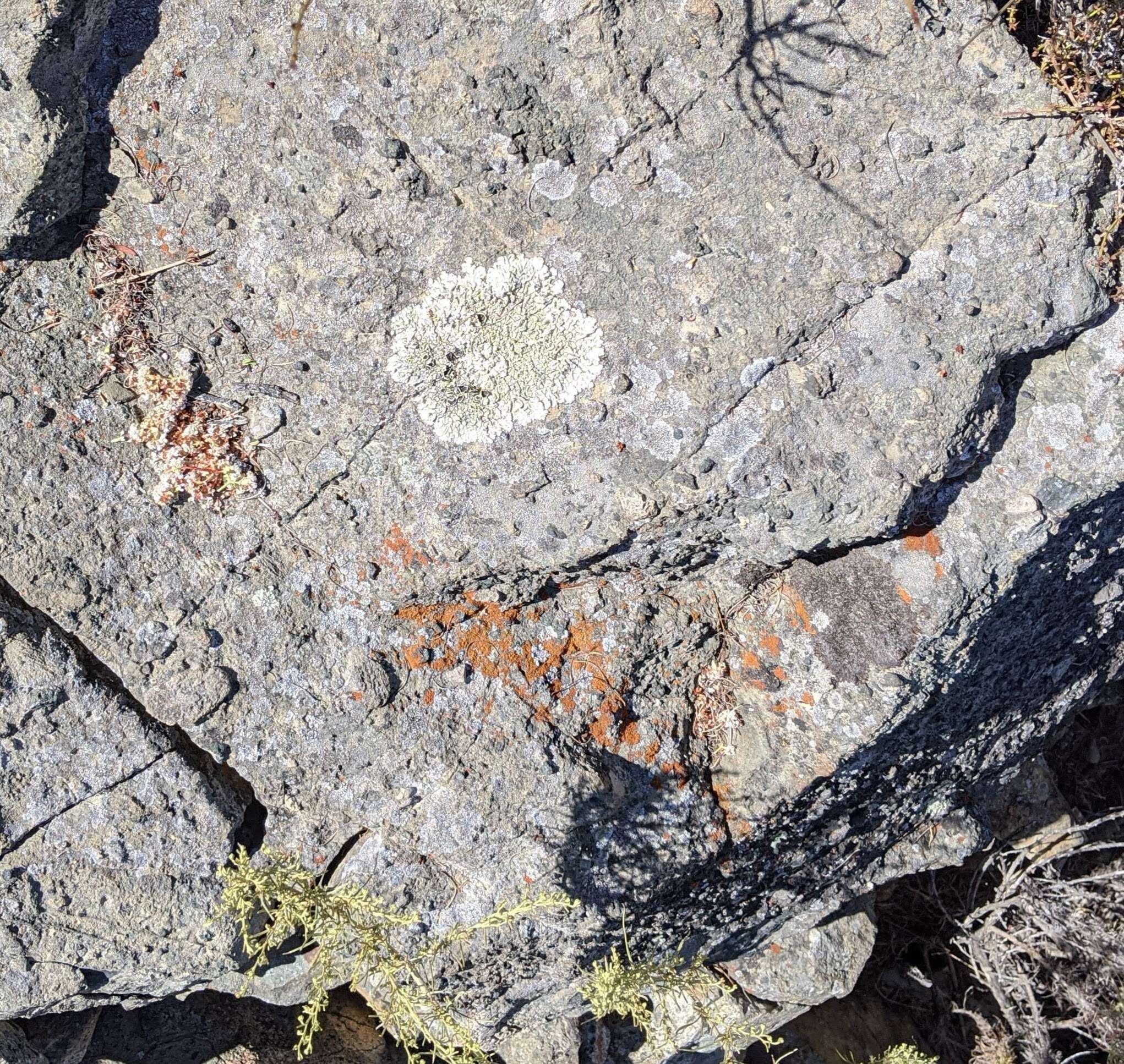 Image of orange lichen