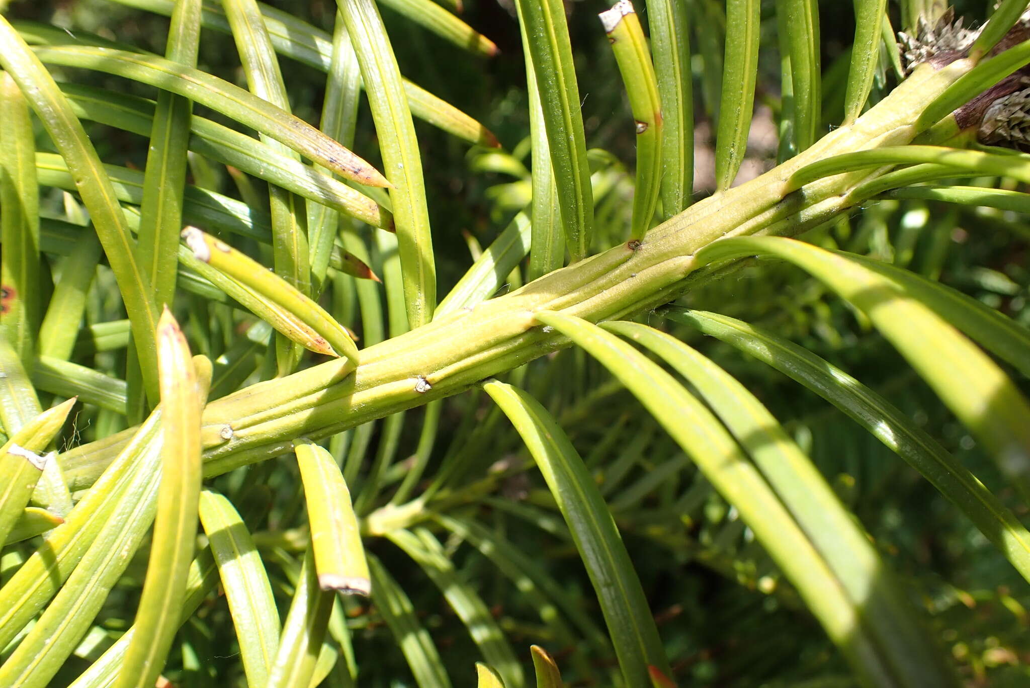 Image of Fortune's Yew Plum