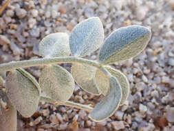 Image of <i>Astragalus <i>mohavensis</i></i> var. mohavensis