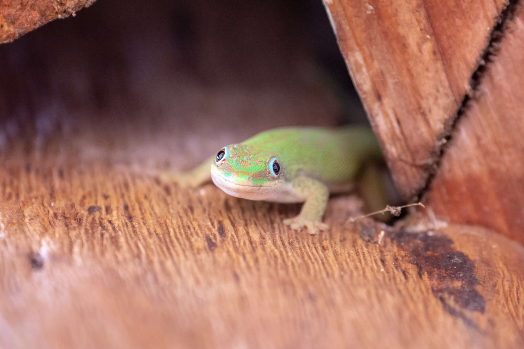 صورة Phelsuma dubia (Boettger 1881)