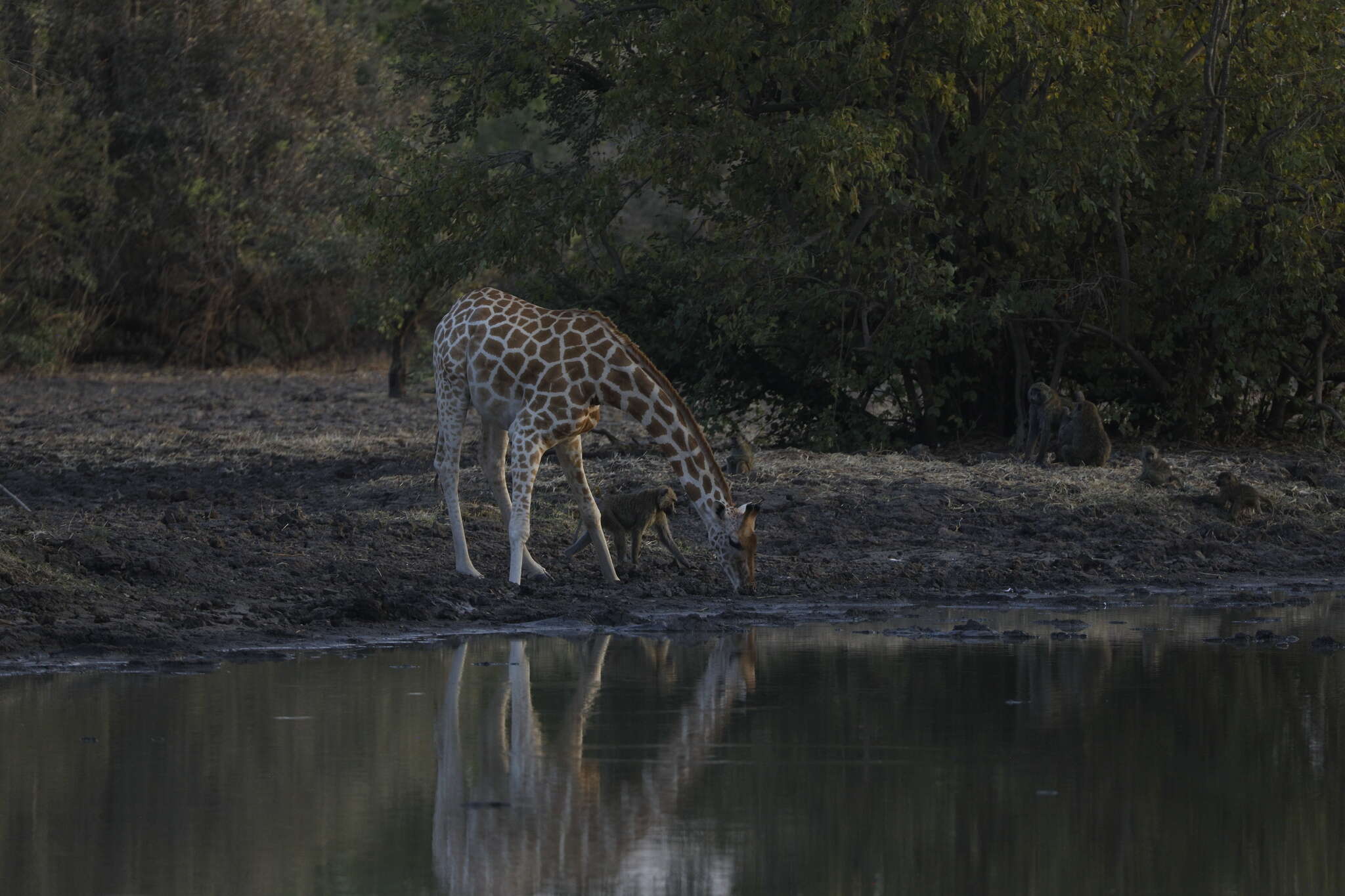 Image of Kordofan giraffe