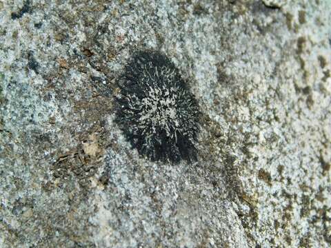 Image of tube lichen