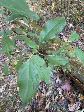 Image of Japanese buckthorn