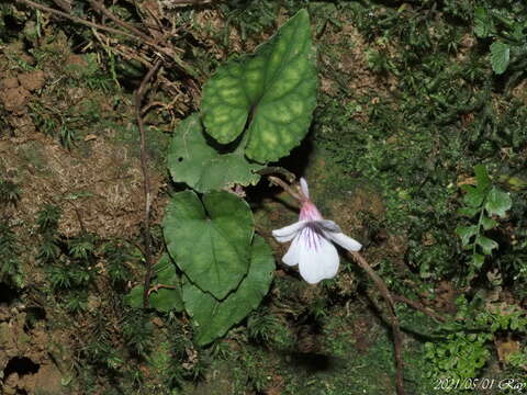 Imagem de Viola formosana Hayata