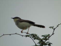 Image of Grey-breasted Prinia