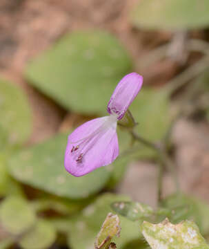 Imagem de Dicliptera effusa Balf. fil.