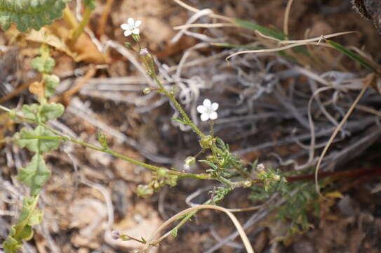 Image of Clokey's gilia