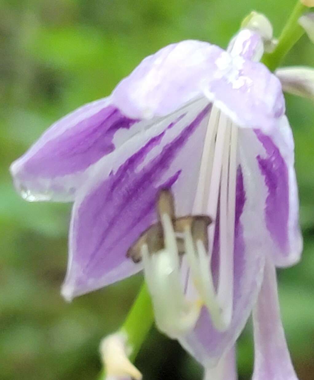 Imagem de Hosta capitata (Koidz.) Nakai