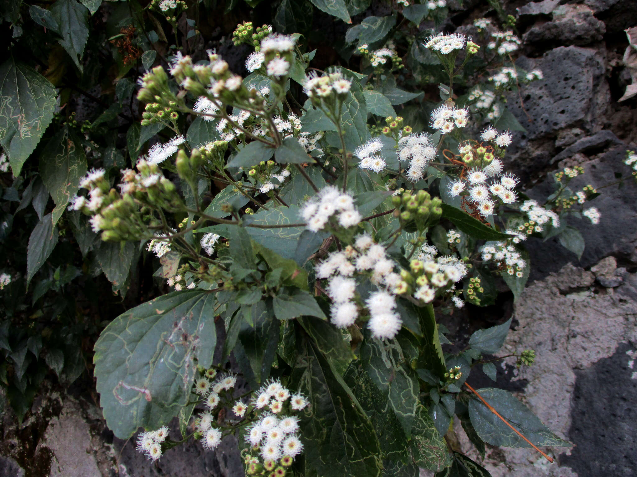 صورة Ageratina petiolaris (Mocino & Sesse ex DC.) R. King & H. Rob.